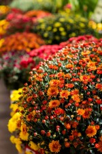 13 loại hoa đẹp trong mùa thu này xứng đáng mọc trong khu vườn nhà bạn
